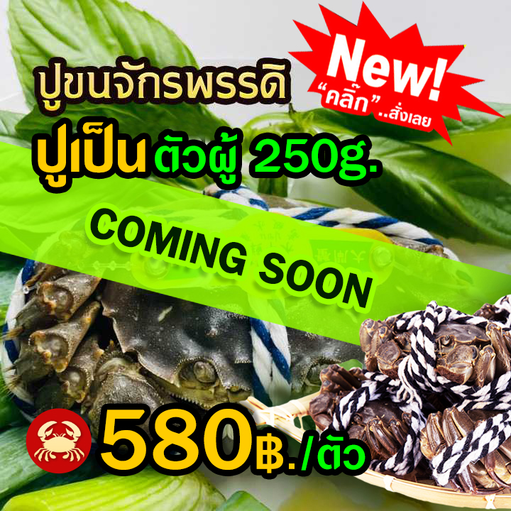 จำหน่ายปูขนเฟรชไลน์ตัวผู้ ไซส์จัมโบ้250กรัม